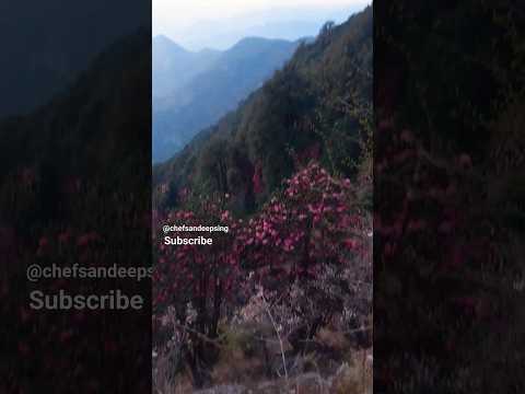 #malu #Guryaliuon #ka #beach|| #narendra #singh #negi #garwali #videoshort #ytshorts #beautiful