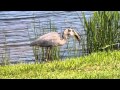 Alligator Eaten By Great Blue Heron