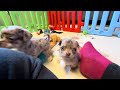 Chihuahua dogs for sale: Perez - Video 1