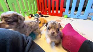 Video preview image #11 Chihuahua Puppy For Sale in CHARLESTON, AR, USA
