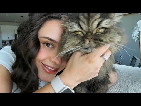 All about the Opera Cat | Todo sobre el Michi Opera