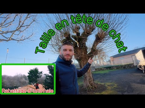 Taille en tête de chat/Rabattage d' une haie de Cyprès de leylandii #agriculture#taille#elagage