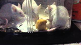 3 Mice eating a Cheese