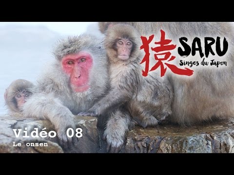Saru - vidéo 08 - Le onsen des singes