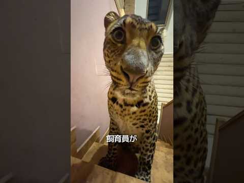 ヒョウだけ違う飼育方法をする理由