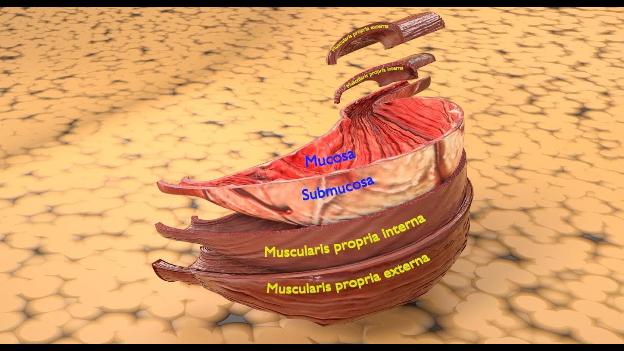 Stomach seperable parts 3D Model