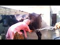 Buffalo Bathing Most Requested Video