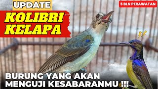 Download lagu YANG TIDAK TERBIASA RAWAT BURUNG TIDAK SAYA SARANKAN RAWAT BURUNG INI❗KOLIBRI KELAPA❗ mp3
