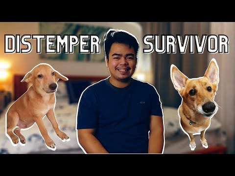 HOW MY DOG SURVIVED PARVO AND DISTEMPER PT. 2 | Q&A with Vet | ZCBB