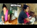 Cow Milking By Hand