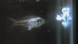 Cardinal fish spitting light (fish fireworks)