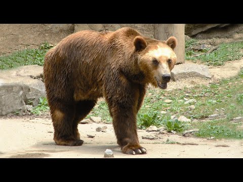 La réintroduction de l'ours brun dans les Pyrénées 🧸
