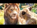 Can You Feel The Love Tonight Song The Lion King 2019