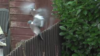 Woodpigeons fighting on fence