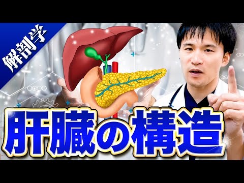 医学科 【進級試験CBT対策】動画を見るだけ!!肝臓をカンタンに暗記できる裏技を詰め込みました。【医学部解剖学】