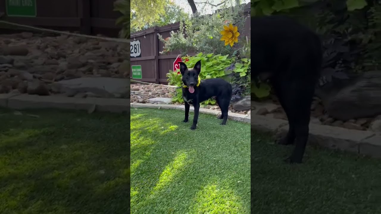 Enlarge Moose, a Adoptable mixed breed in Cherry Hill Township, NJ video 3/5