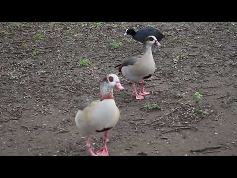 Geese that saved Rome
