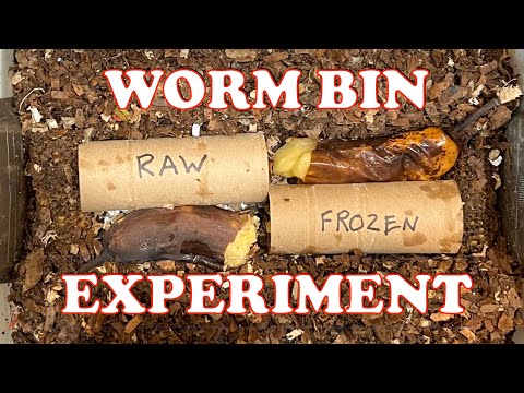 1000 Red Wigglers Raw vs Frozen Banana Worm Bin Experiment | Vermicompost Worm Farm