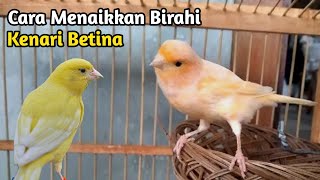 Download lagu Cara Menaikkan Birahi KENARI BETINA Agar Siap TERNAK mp3