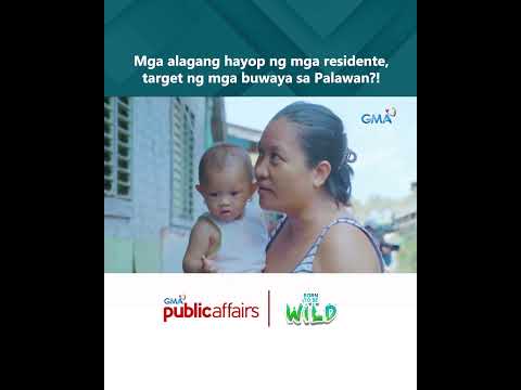 Mga alagang hayop ng mga residente, target ng mga buwaya sa Palawan?! Born to Be Wild