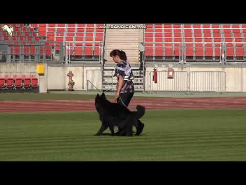 1531 Atreju vom Wanakon - TSB BSZS-2023