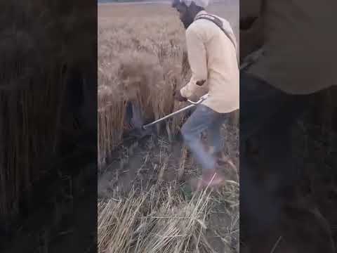 Petrol Backpack Brush Cutter