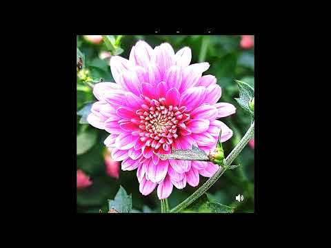 #block #viral #short #good #shri #toonme #dharmik #flowers #hiira#Ramramg