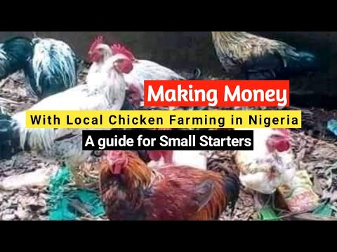 , title : 'How to successfully start a local chicken farm for money in Nigeria'