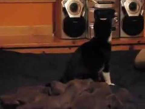 Roslin chasing her tail