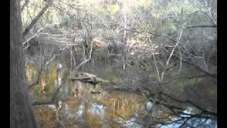 preview picture of video 'South Ga Satilla River Land'