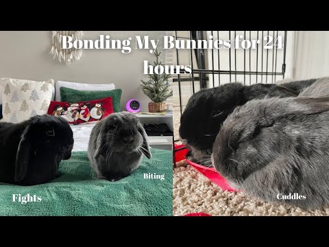 Bonding My Bunnies for 24 hours!