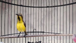 Download lagu SOGON BAHAN MANAPUN DIJAMIN LANGSUNG RESPON DENGAR SUARA SOGON INI mp3 Download lagu SOGON BAHAN MANAPUN DIJAMIN LANGSUNG RESPON DENGAR SUARA SOGON INI mp3