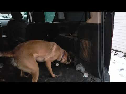 YouTube video about: Are mason jars smell proof to dogs?