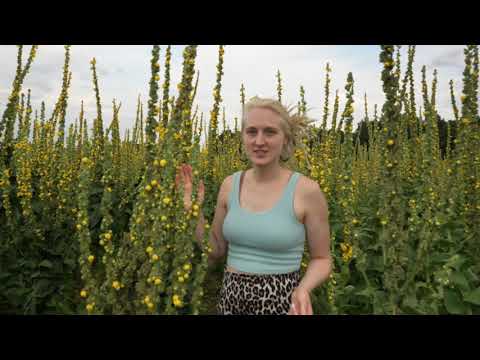 Dziewanna, słowiańska bogini. Jak nam pomaga?