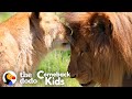 Rescued Circus Lions Touch Grass For The First Time The Dodo Comeback Kids