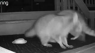 Raccoons Fight Over Cat Food on a Family’s Deck   RingTV