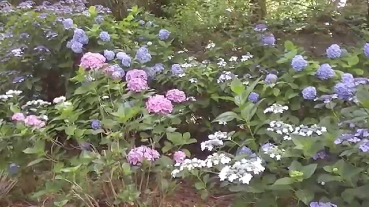 住吉神社(中尾)のあじさい祭り Youtube動画