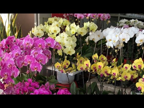 Kênh Youtobe Hoa Lan Tuấn Linh Khu Vực Tây Ninh