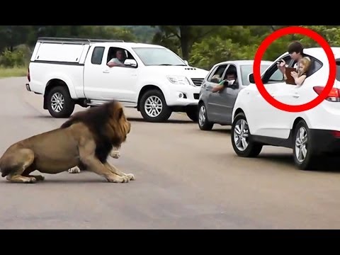 Lion Shows Tourists Why You Must Stay Inside Your Car - Latest Wildlife Sightings