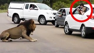 Leão avança em pessoas que não se mantém dentro do carro