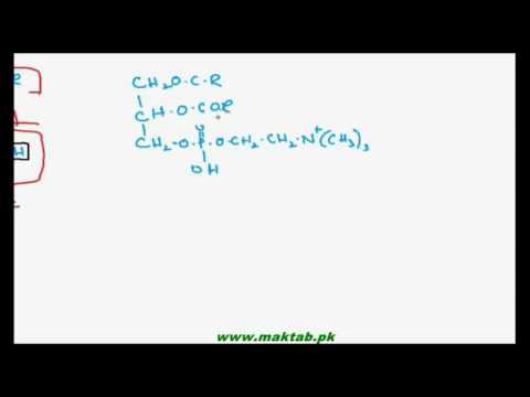 FSc Biology Book1, CH 2, LEC 7: Classification of Lipids-2
