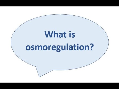Osmoregulation: The Body's Water Wars | Vibepedia