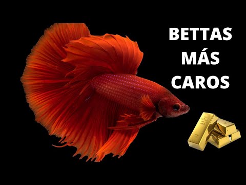 💥 Los PECES BETTA MÁS CAROS del MUNDO 💥 TIPOS de peces BETTA MACHO 💧