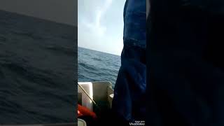 preview picture of video 'Perburuan Ikan Tengiri Selat Madura'