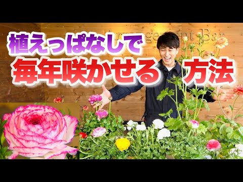 夏にきれいな花を咲かせるには、3月にどの球根花を植えるべきですか?  庭園