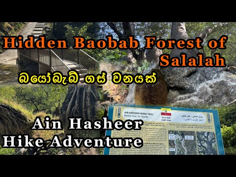 Exploring Ain Hasheer . The Hidden Baobab Forest of Salalah | Hiking Trail Adventure 🌳