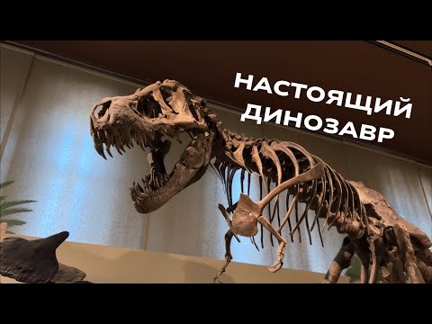 Milan's Natural History Museum | A vast collection of dinosaur skeletons