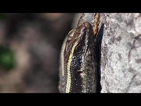 Djuma: Two Skinks below the cam - 07:59 - 03/31/20