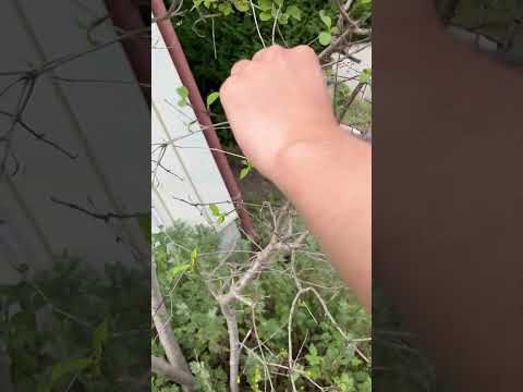 メキシコオレンジの木をどこに置く？それが十分に繁栄するのに最適な場所はどこですか？  庭園