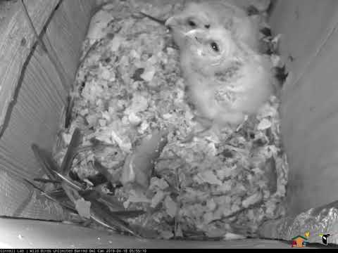Younger Owlet Tries To Swallow Mouse Whole – April 18, 2019